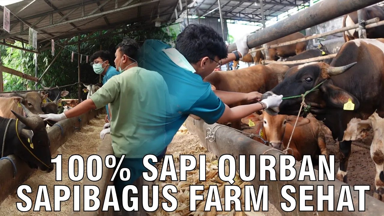 
                                 Sapi-Qurban-2023-Sehat